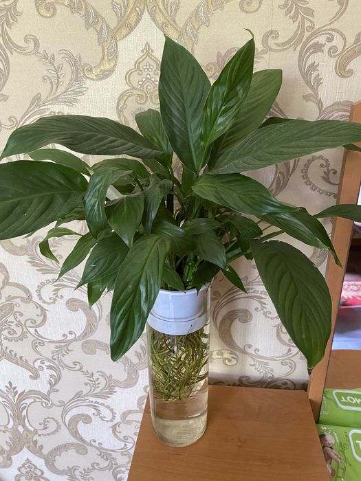 Колеусы,монстера,маранта,женское счастье