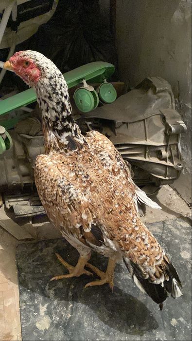 Дакан бойцовый мекен зор