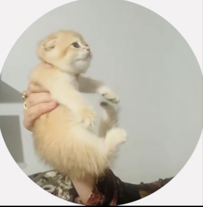 Котята золотая шиншилла
