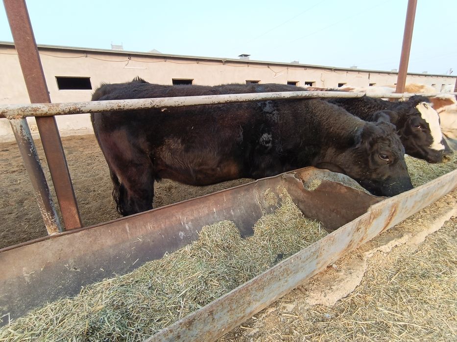 ангус ғуножинла сотилади хомиладор