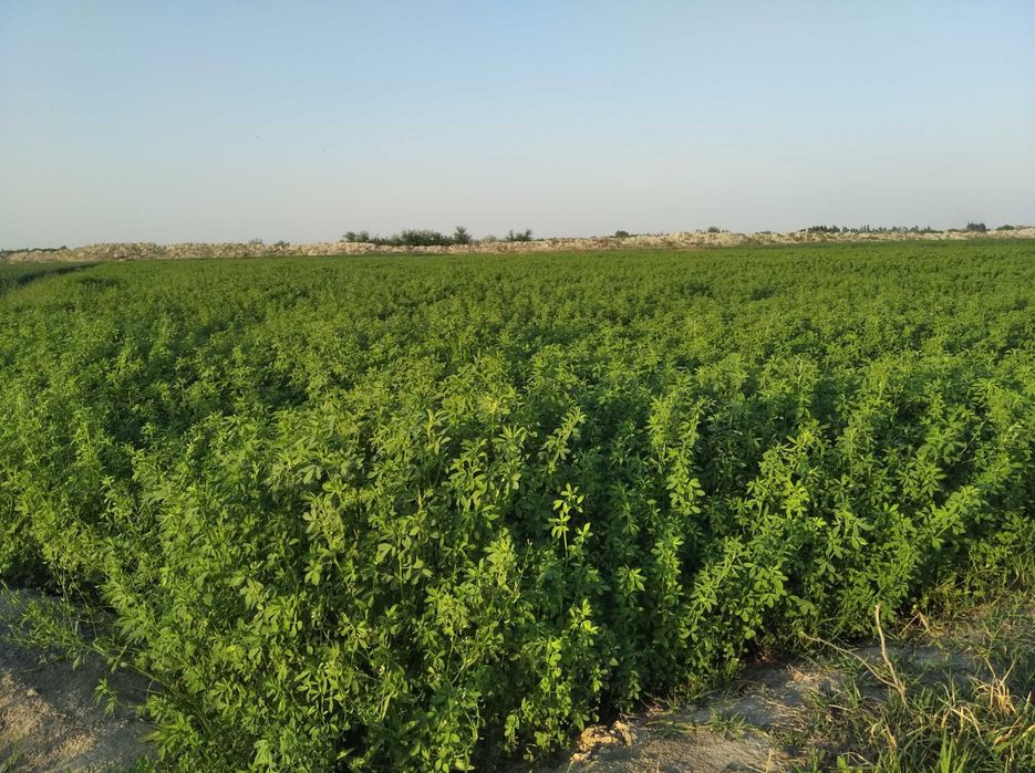 Beda sotiladi harxini telefonda kelishamiz