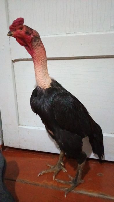 Дакан продается 70000тг