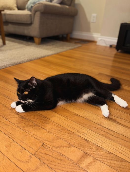 Отдаем котенка 3 месяца