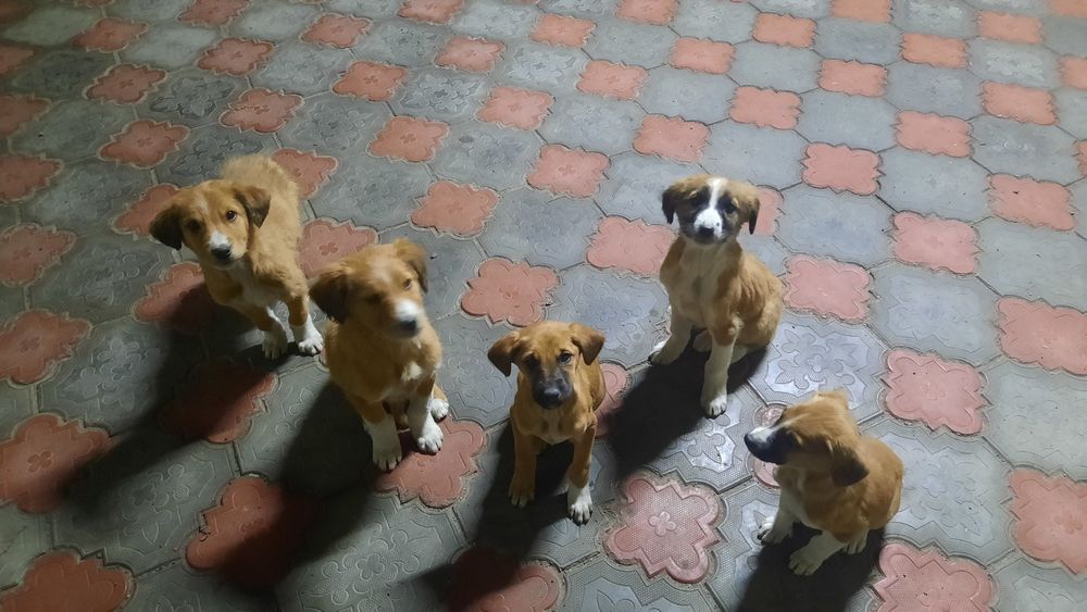 Подарим 5 щенков бесплатно