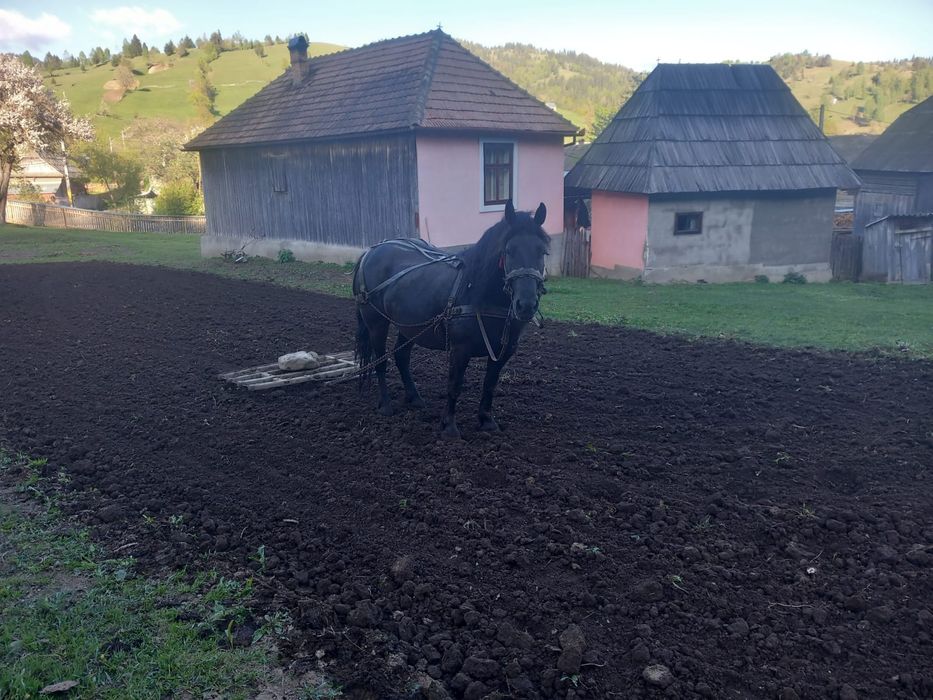 Iapă de vânzare!