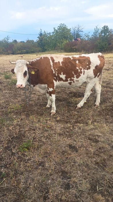 Vaca de 6 ani de vanzare