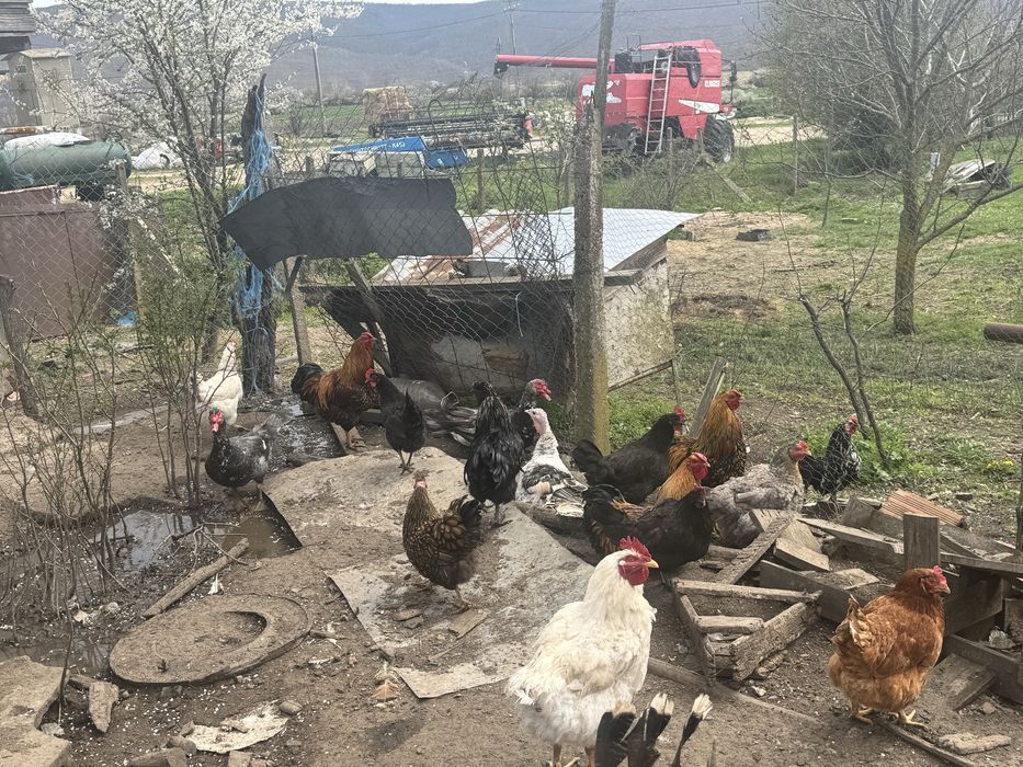 Петли и яйца от съответните кокошки и мисирки  на снимките