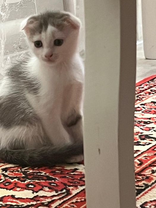 Отдам котёнка в добрые руки.