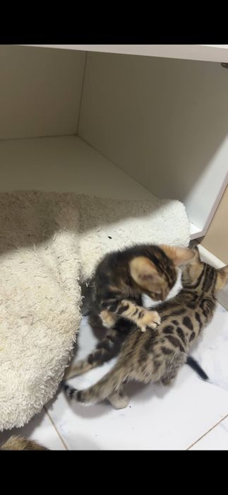 Bengal mushukcha sotiladi