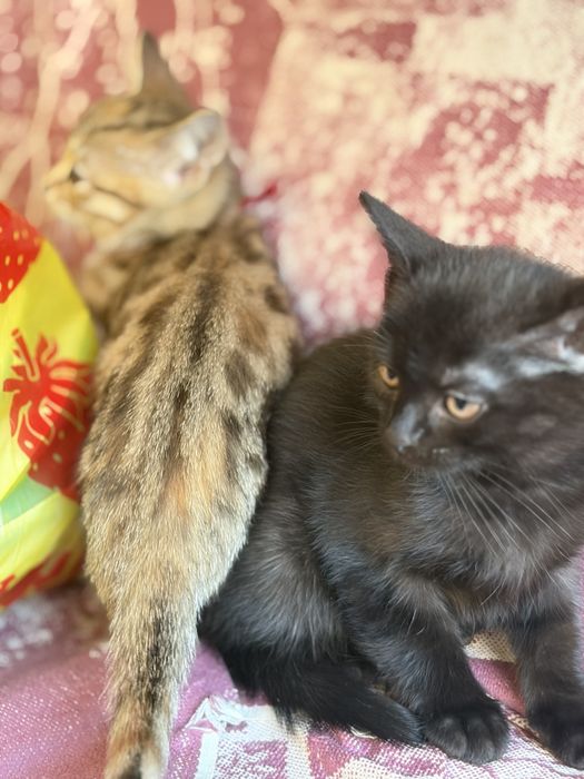 Шотладские кошки