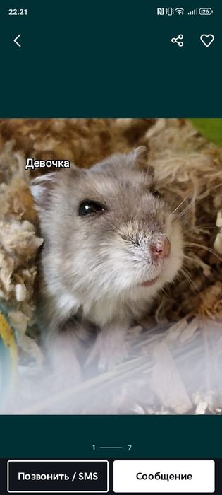 Продам  хомяков сирийских