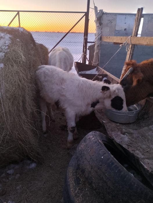 Еркек баспақ сатамын