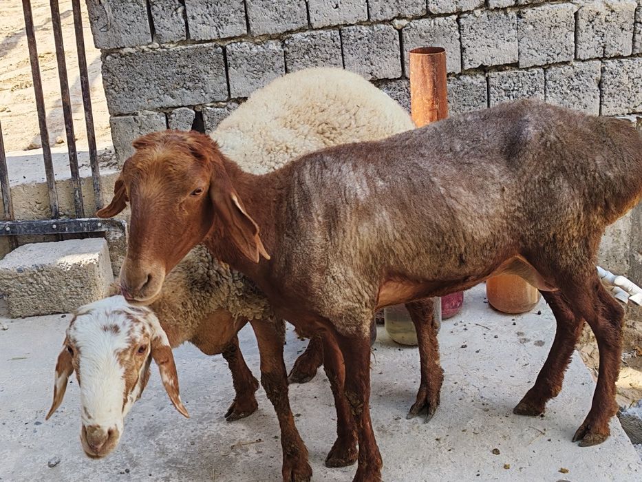 Ona bola qo'y srochna sotiladi