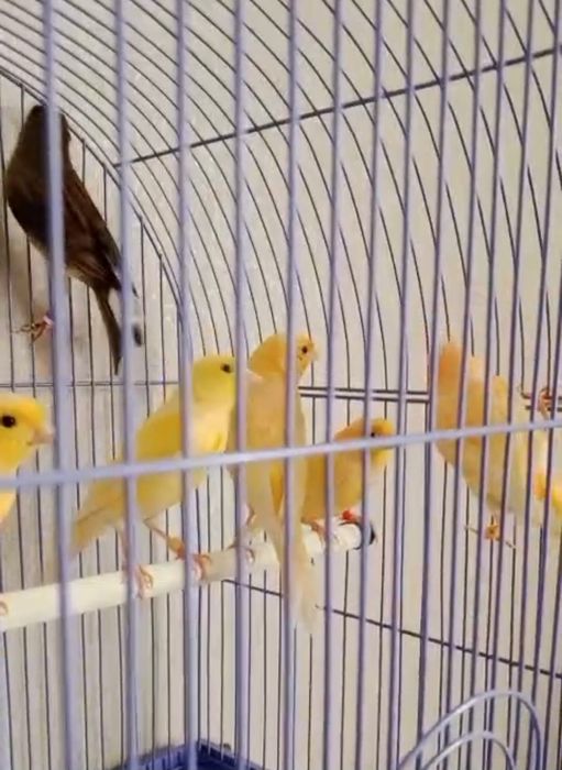 Продаются канарейки