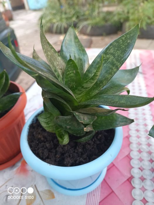 Продам домашние цветы