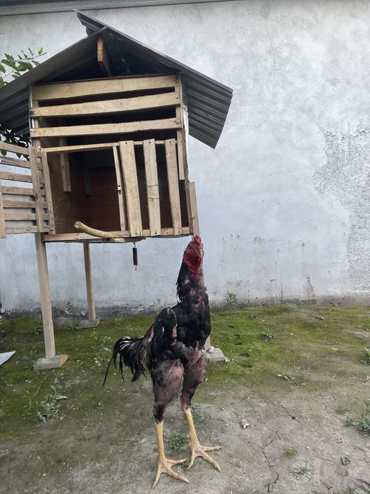 Dakan xo'roz Tozza shamo sotiladi