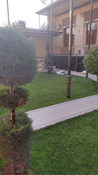 Archa kesish VA parvarish qilish