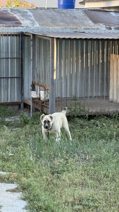 Продам алабая щенок 11 месяцев