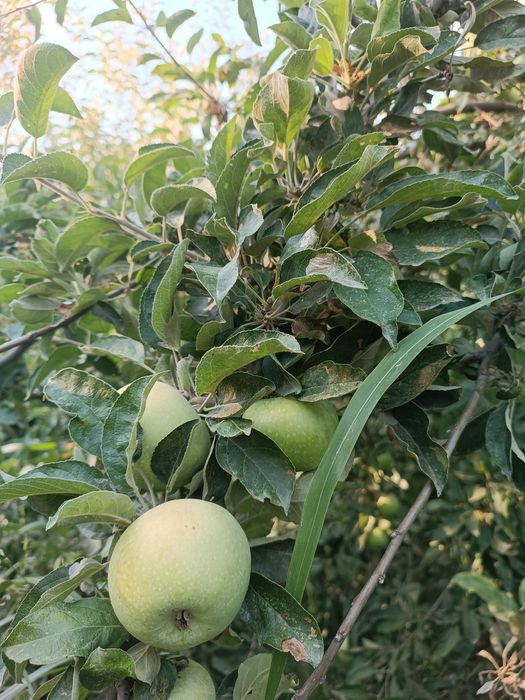 Жаннат олма (Крепсон) нави Семерянка олма нави