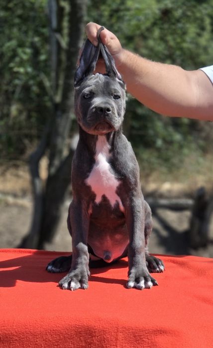 Mascul cane corso