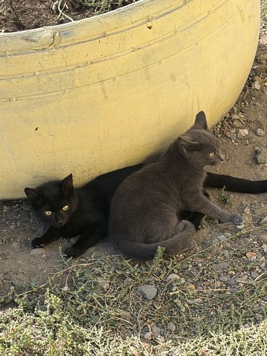 Котенок девочка в хорошие руки мышеловка