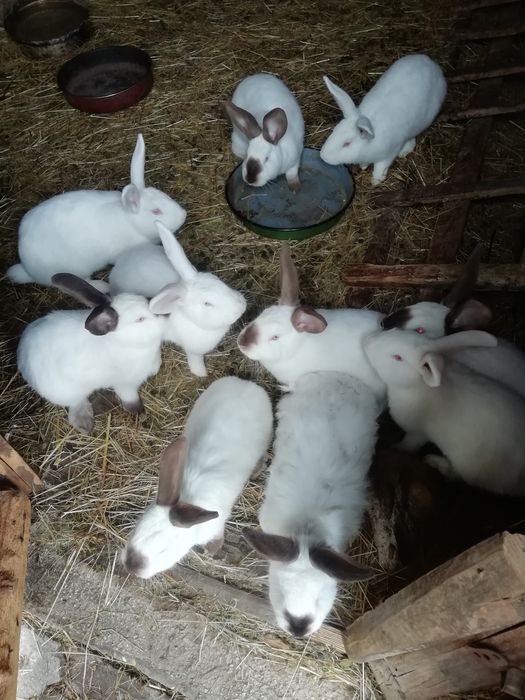 Продавам домашни зайци