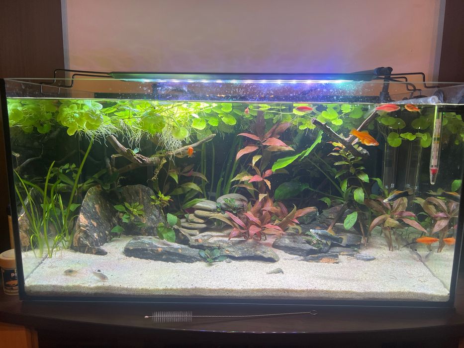 Acvariu Aquel 60x30x30 cm 54L