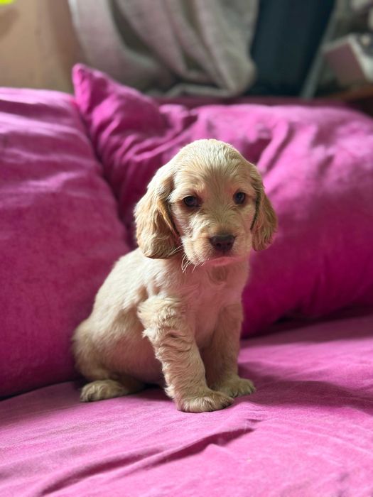 продам щенков кокер спаниеля