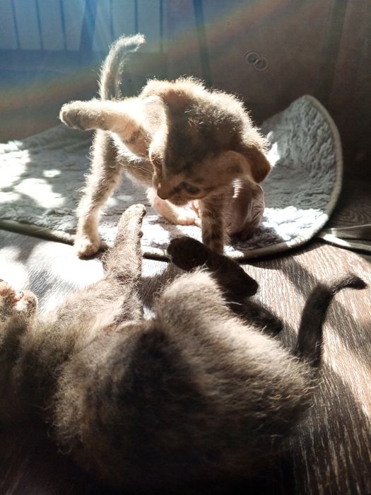 Котенок сфинкс брашик