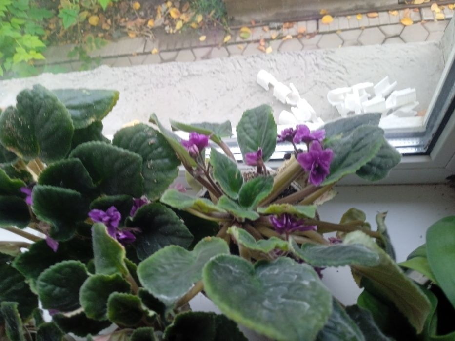 Продам цветы домашние