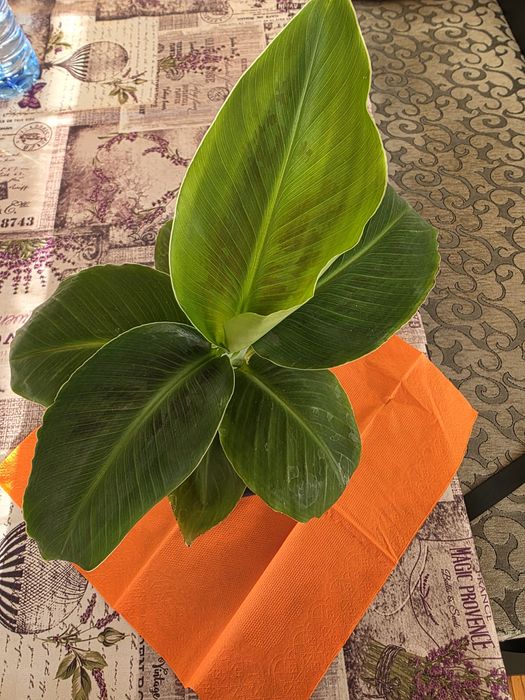 Банан  стайно цвете