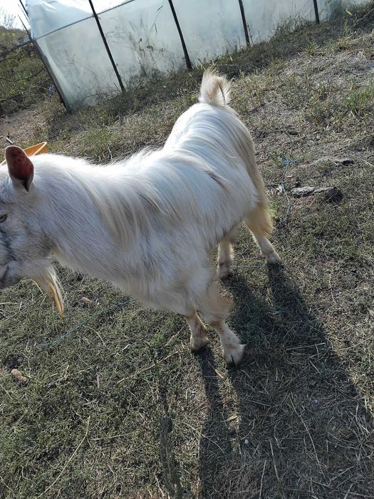 Țap de un an jumate
