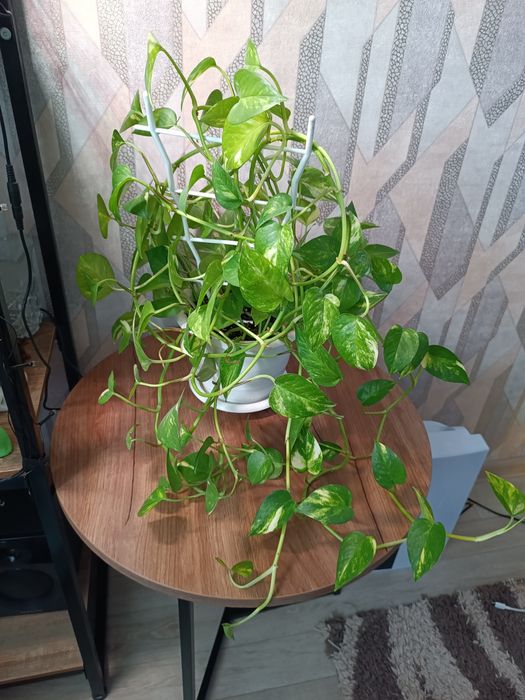 Эпипремнум золотистый