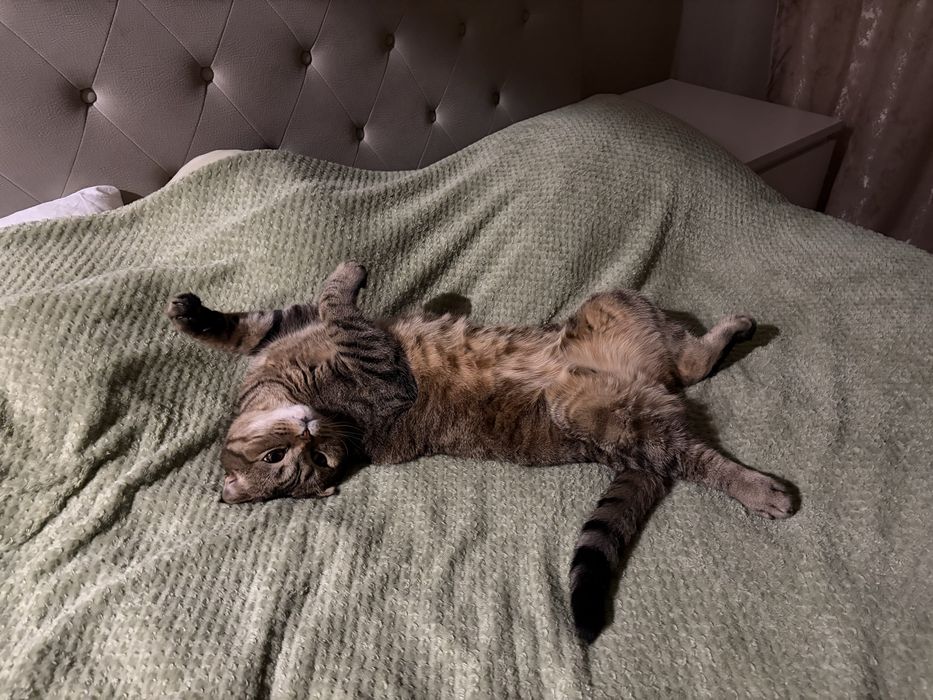 Отдам кота в хорошие руки