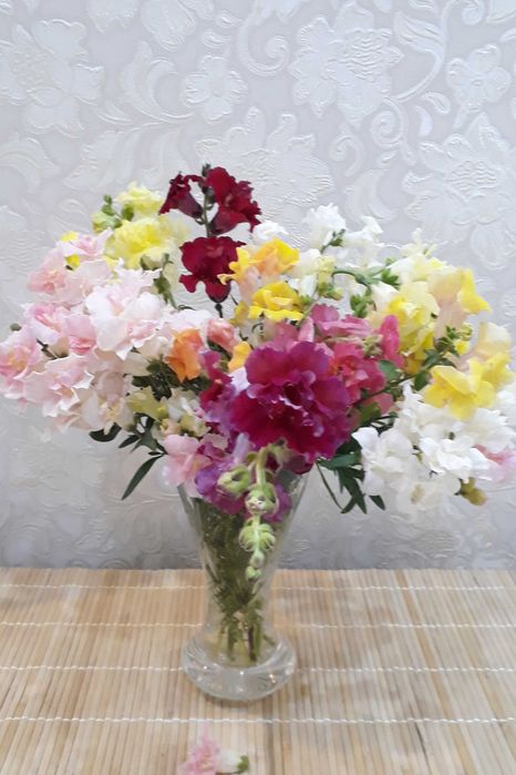 Антирринум (львиный зев) махровый