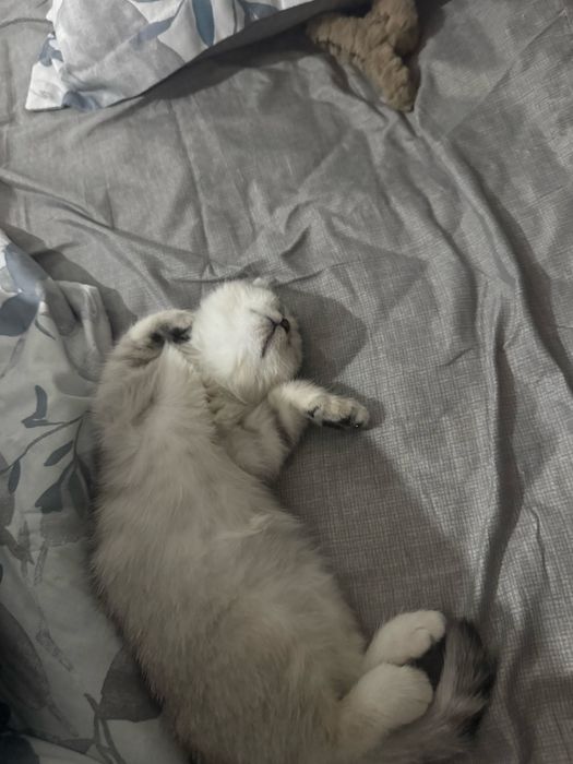 Шотландский вислоухий котёнок
