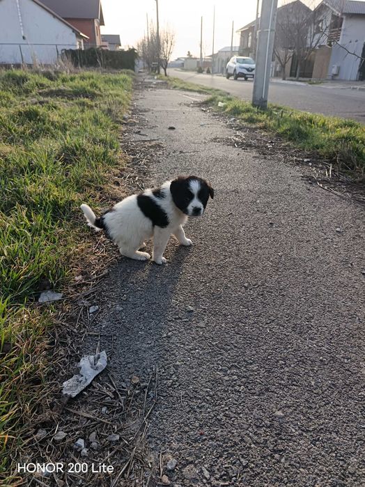 Căței , talie mica ptr adoptie