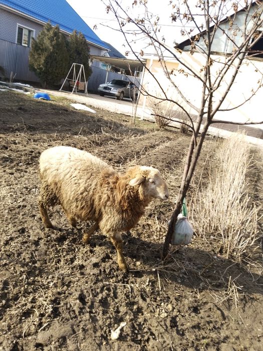 Срочно продам кочкара стоячй жирный молодой.