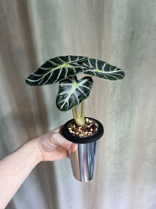 Стаканы для растений