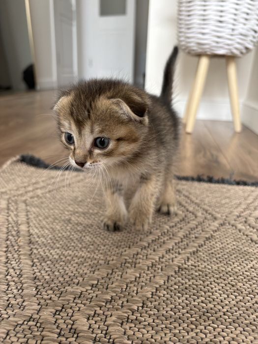 Продам котенка скотиш фолд