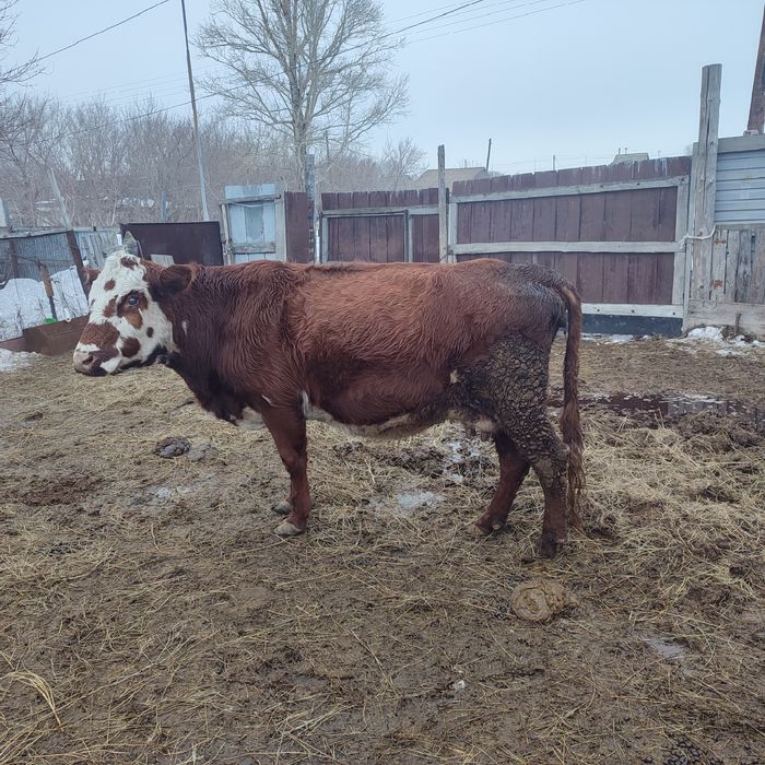 Продам коровы с теленками