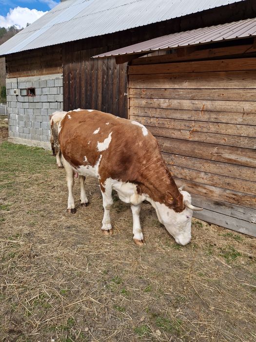 Se vinde vaca  Baltata Românească