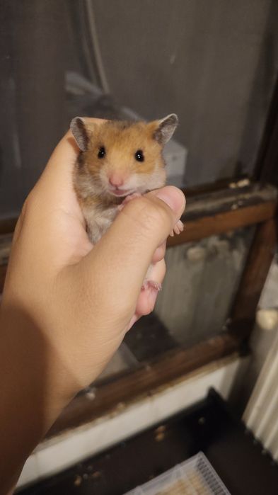 Hamsteri sirieni