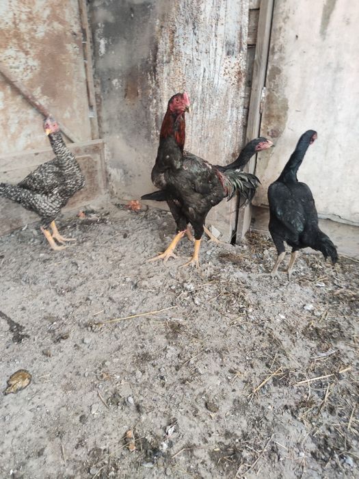 Бойцовый Дакан 1+3