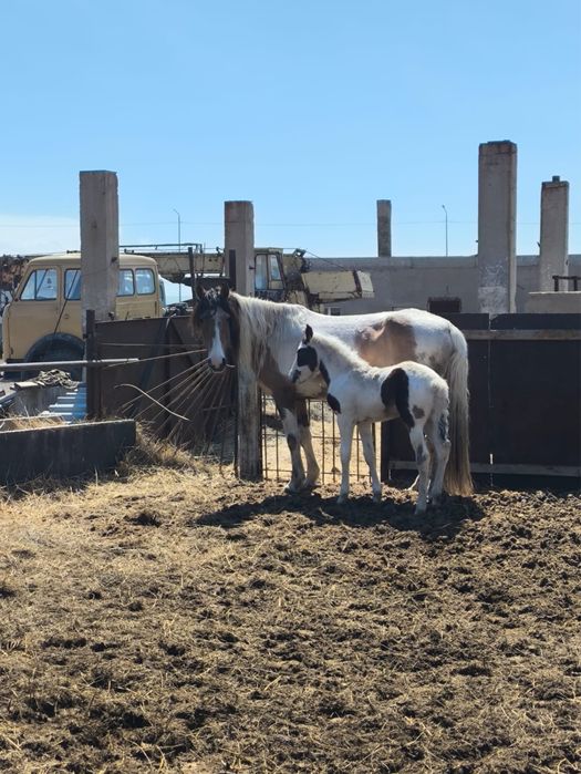 Құлынды бие сатылады