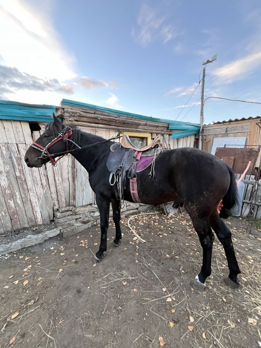 Продам рабочую лошадь