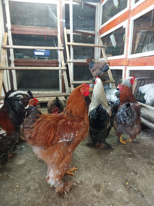 Cocoși pentru doritori