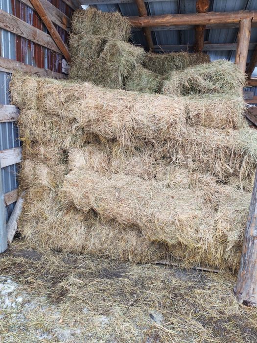 Baloti de liucerna prima coasa