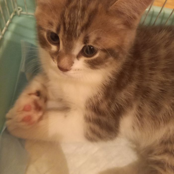 Серо-белый котёнок 2 мес девочка