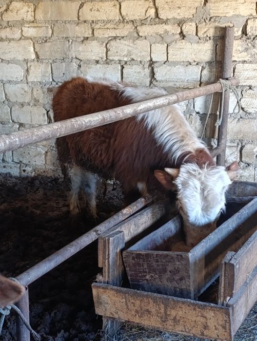 Баспақ сатылады.